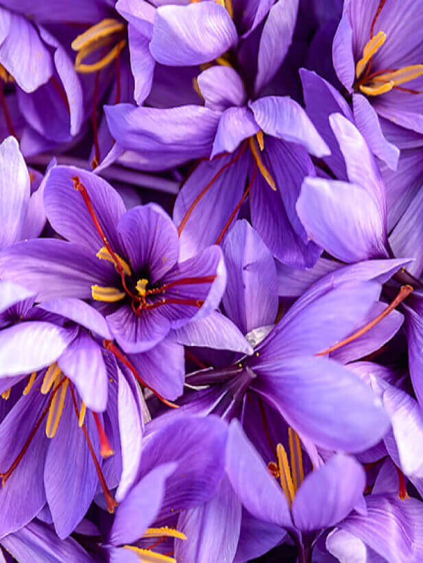 From Ancient Times to the Present: The History of Saffron